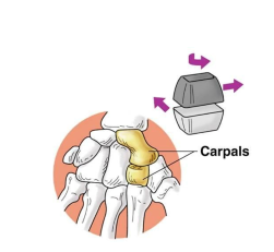 <p>bone surfaces are flat and allow a slight sliding movement, examples are between the carpal bones in the wrist and between the tarsal bones in the ankle</p>