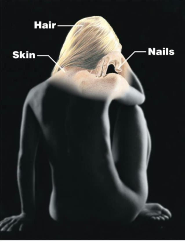 <p>Skin, hair, nails<br>Covers and protects the body.</p>
