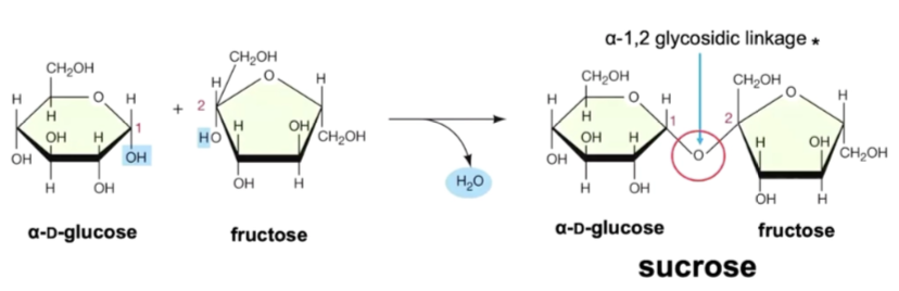 <ul><li><p>a covalent bond formed when two monosaccharides (sugars) join via condensation making a disaccharide</p></li></ul><ul><li><p>water is released</p></li><li><p>also called ether linkage in carbohydrates</p></li><li><p>each sugar has multiple hydroxyl (-OH) groups</p></li><li><p>one sugar provides a H from an -OH</p></li><li><p>one sugar provides an -OH</p></li><li><p>combine to H<sub>2</sub>O</p></li><li><p><span>sugar-OH&nbsp;+&nbsp;HO-sugar&nbsp;→&nbsp;sugar-O-sugar&nbsp;+&nbsp;H₂O</span></p></li><li><p><span>sugar and O bridge is the glycosidic bond</span></p></li></ul><p></p>