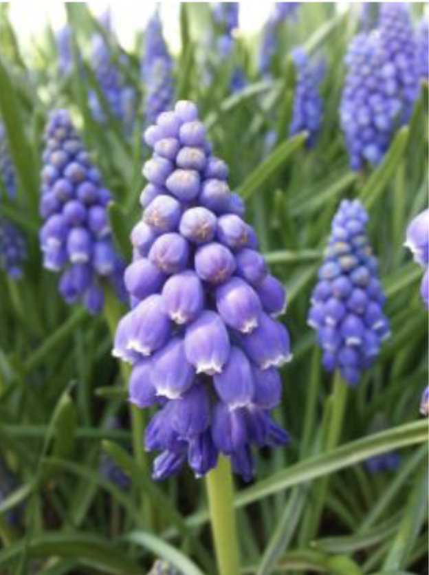 <p>Grape hyacinth<br>30 bulbous perennials<br>Dense racemes<br>Paler uppermost flowers<br>Campanulate perianth</p>