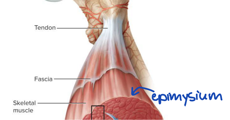 <p>Sheet of connective tissue that covers entire muscle and separates neighboring muscles or muscle groups from each other and the subcutaneous tissue</p>