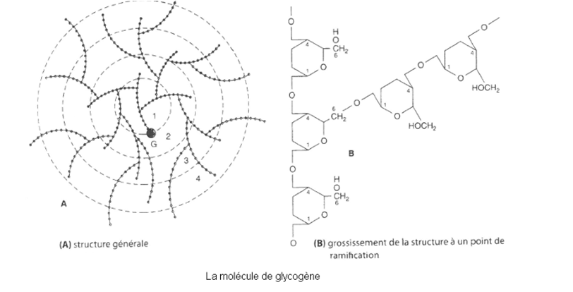 <p>Polysaccharide de réserve de glucose chez les animaux</p><p>stocké: foie (+ riche en glycogène/g de tissus), muscle(masse total glycogène + importante) </p><p>très ramifié: liaison <span style="font-family: Calibri, "sans-serif"; line-height: 115%;"><strong>α(1→4)</strong> dans les chaînes et des <strong>ramifications α(1→6)</strong> très rapprochée </span></p><p><span style="font-family: Calibri, "sans-serif"; line-height: 115%;">toutes les <strong>10 à 18 unités de glucose</strong></span></p>