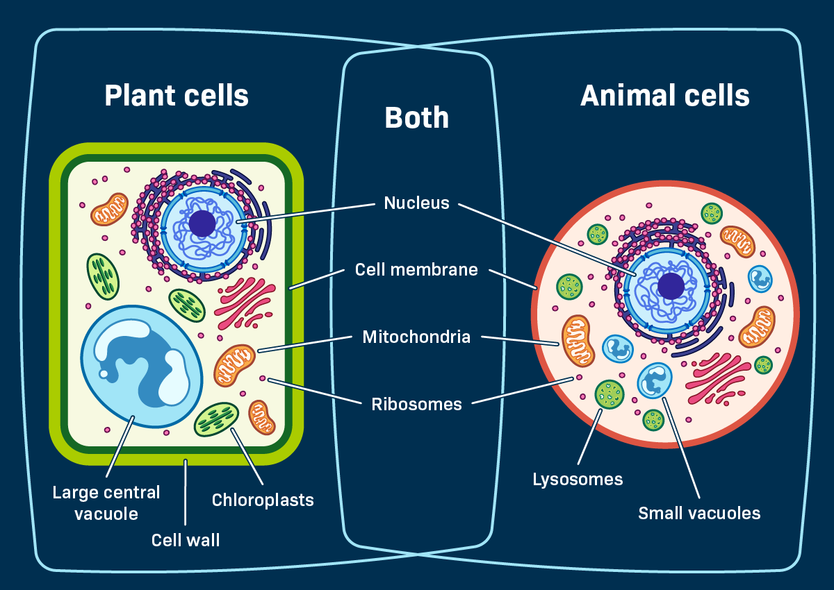 <p>Eukaryote</p>