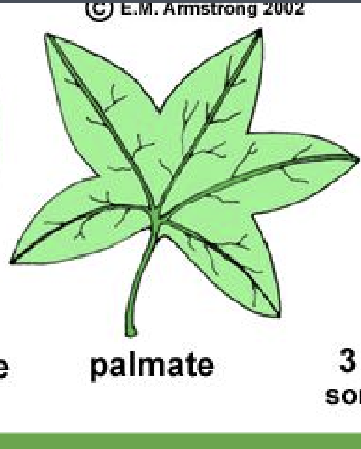 <p>Like a Palm of a hand</p>