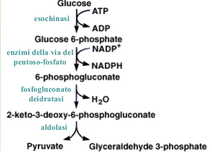 <p><strong><span>Fase preparatoria della via di Entner-Dodoroff (Sintesi del KDPG).</span></strong></p><p></p>