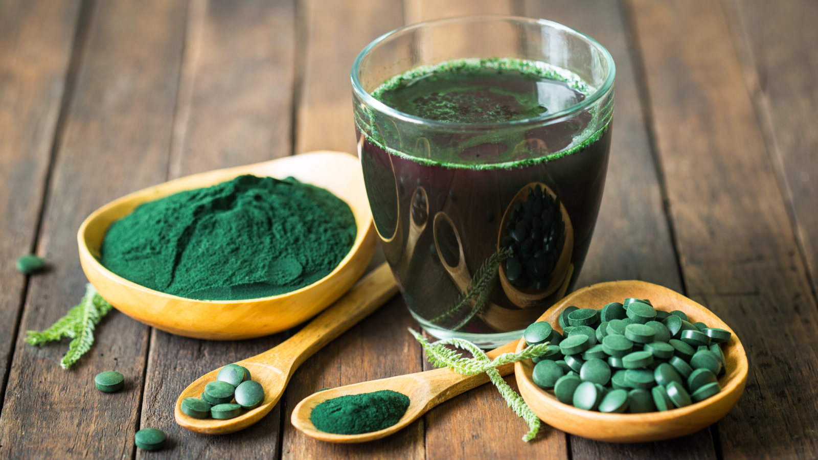 <p>Why can bacteria and blue-green algae build protein?</p>