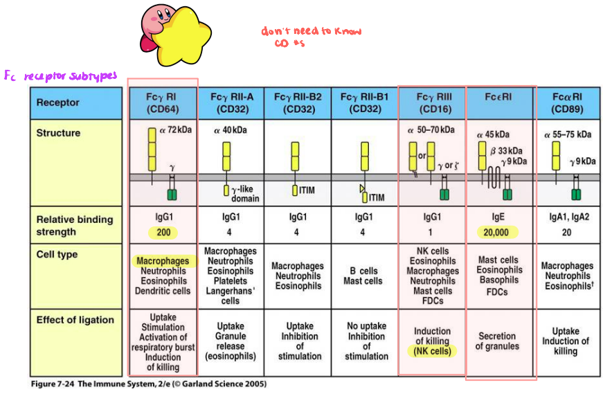<p>What Fc receptor is present on <strong>NK cells</strong> that induces killing upon ligation with Fc region of<strong> IgG</strong>?</p>