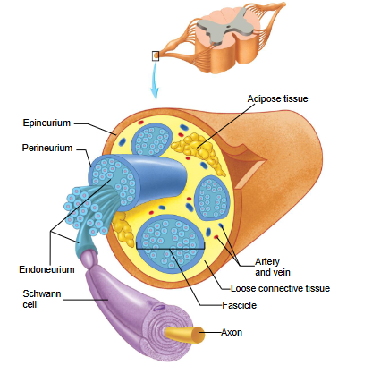 <p>ganglion</p>