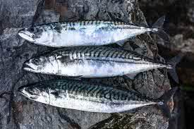 <p><span>mackerel</span></p>