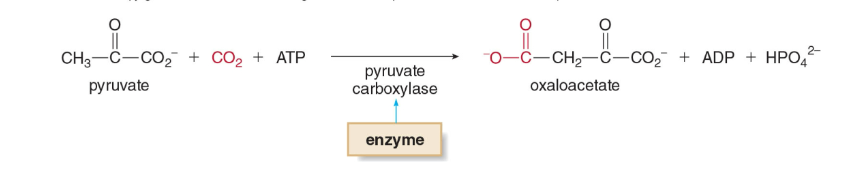 <p>catalyze the formation or breakage of C-C, C-N, C-O and C-S bonds</p>