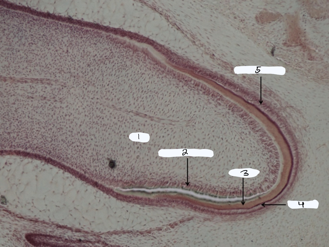 <p>what is this a sample of?</p>