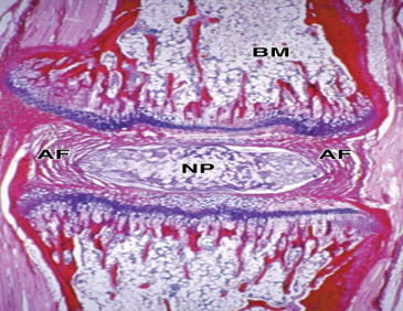 <p>What structure is shown?</p>