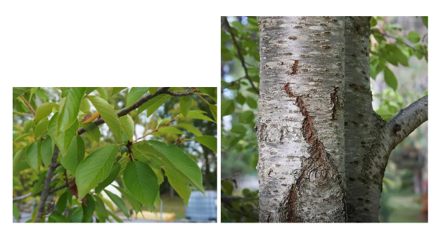 <p>Rosaceae, Prunus x yedoensis, simple alternate</p>