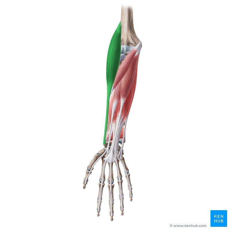 <p>function: flexes forearm </p>