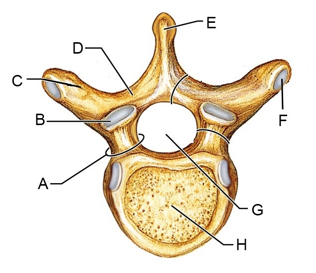 <p>E</p>