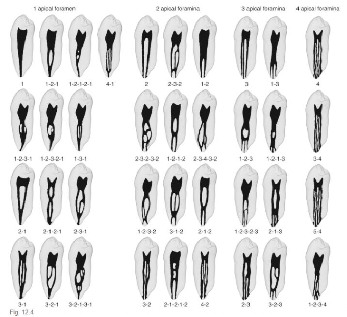 <p>It is possible for canines to have up to how many apical foramina?</p>