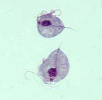 <p>Identify the following:</p>