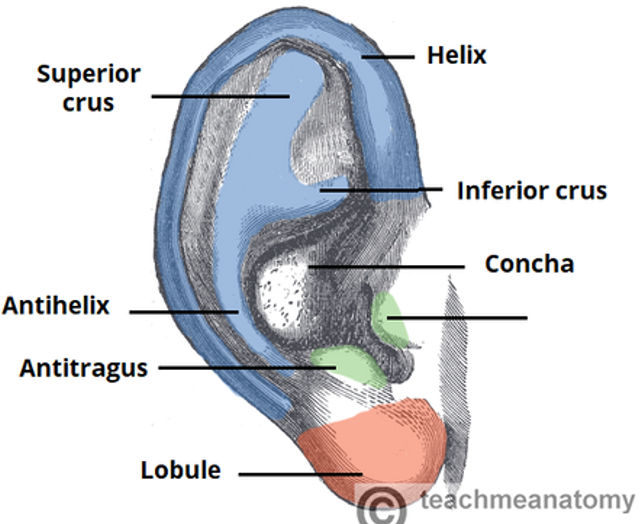 <p>label missing part</p>