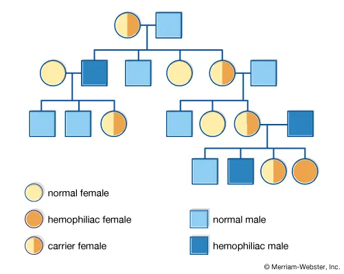 <p>Pedigree</p>