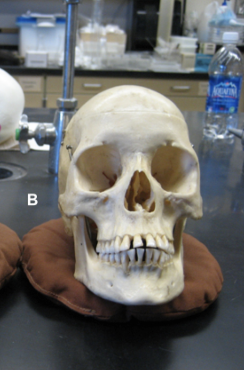 <p>male or female?</p>