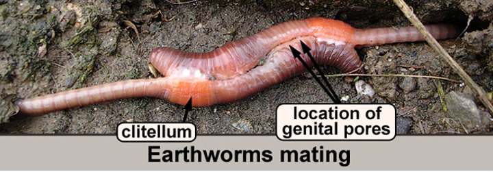 <p><span style="color: red;">Oligochaetes have a clitellum that secretes _____ that hold mating together</span></p>