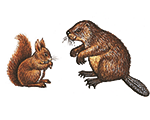 <p>rodent (n)</p>