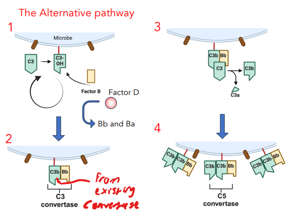 <ul><li><p>C3 spontaneously undergoes hydrolysis</p></li><li><p>binds factor B, cleaved by Factor D → Bb + Ba</p></li><li><p>C3b + Bb = C3 convertase</p></li><li><p>converts C3 → C3b + C3a</p></li><li><p>C3b + C3b + Bb = C5 convertase</p></li></ul><p></p>
