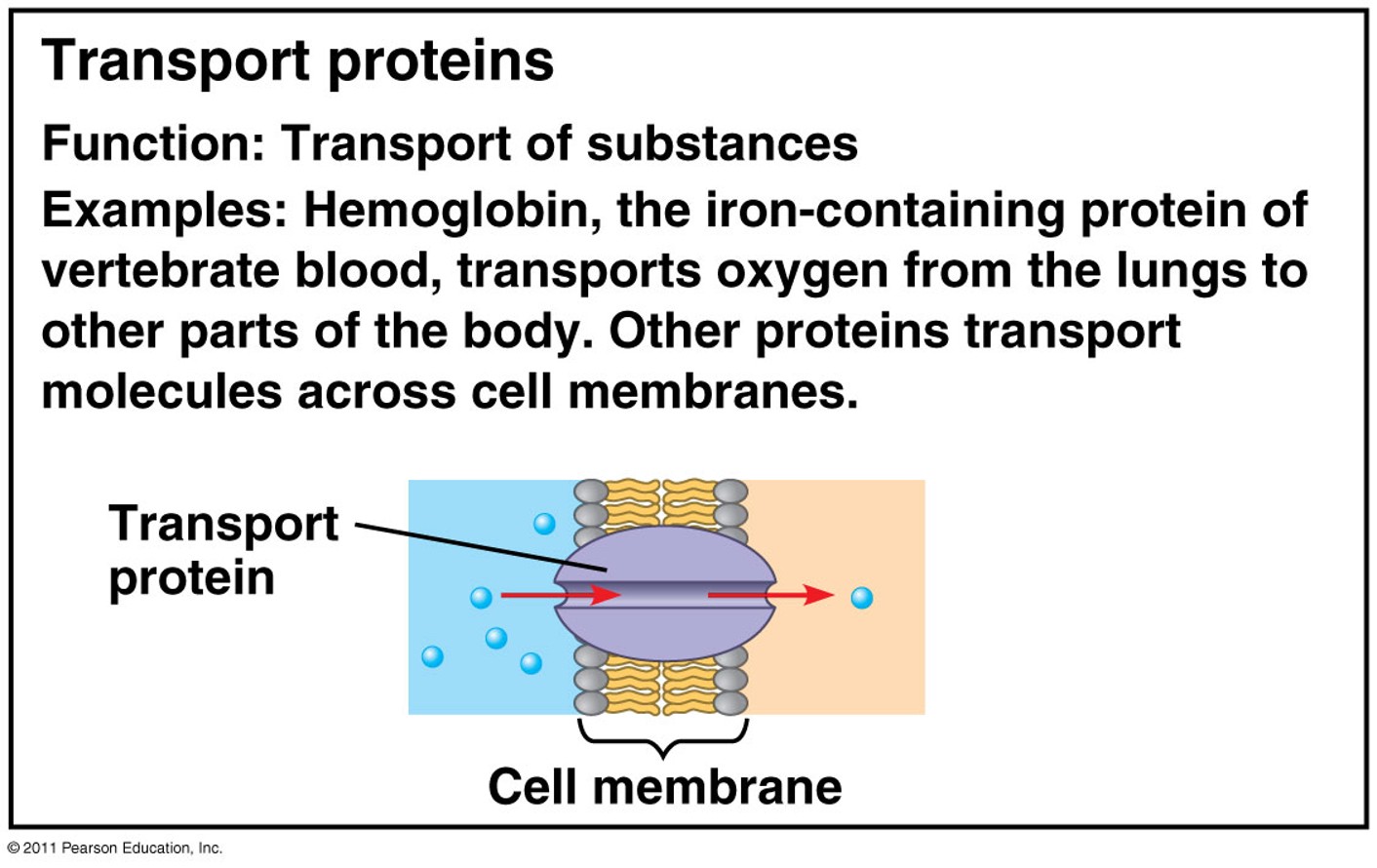<p>Function: Transport of substances</p><p>Examples: Hemoglobin, the iron-containing protein of vertebrate blood, transports oxygen from the lungs to other parts of the body. Other proteins transport molecules across cell membranes</p>