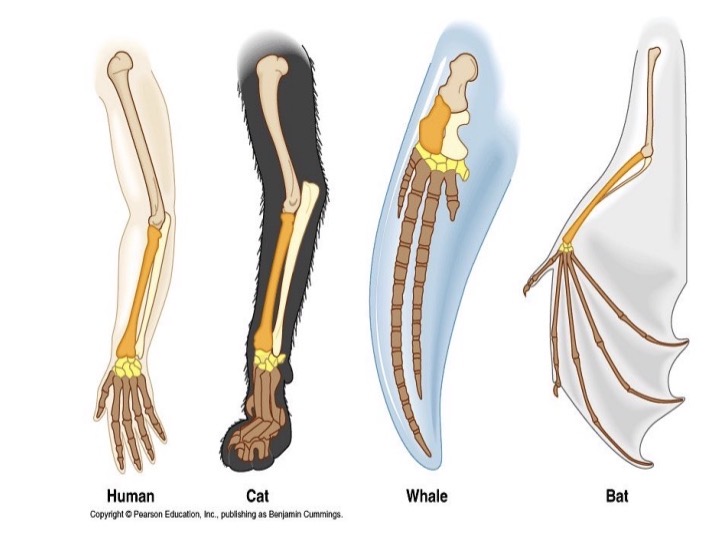 <p>Allow us to see similarities in different body parts even if the body parts serve different functions.</p>