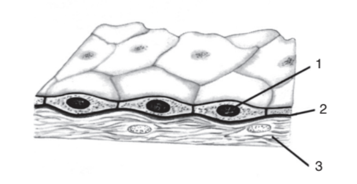 <p>What epithelial tissue?</p>