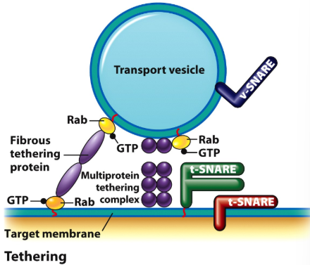 <p>Integral Proteins Called SNAREs in the 2 Membranes</p>