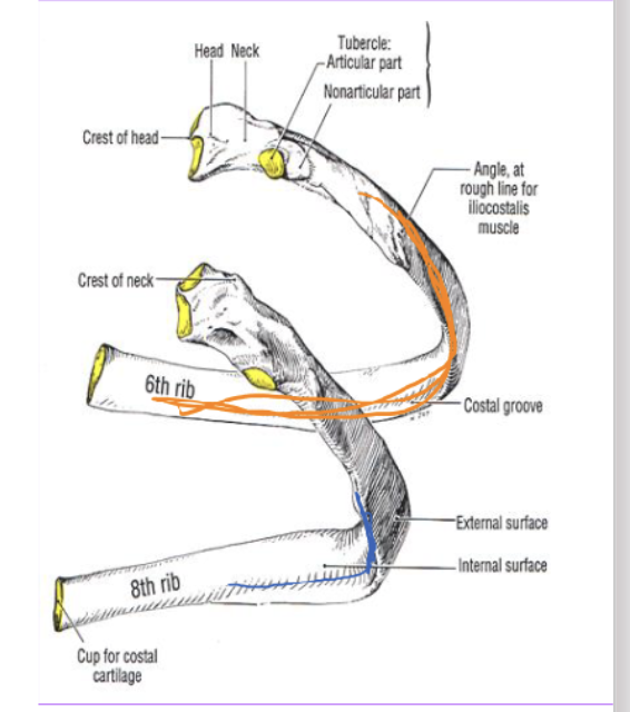 <p>Body</p><ul><li><p>is the rest of the rib</p></li><li><p>Has the <strong>costal angle</strong>, which is a the sharpest curve (site of attachment for<br>iliocostalis) and is lateral to rib’s tubercle </p></li><li><p>has the<strong> costal groove</strong>, is an indentation on costal angle where the spinal nerve and vessels passes<br></p></li></ul><p></p>
