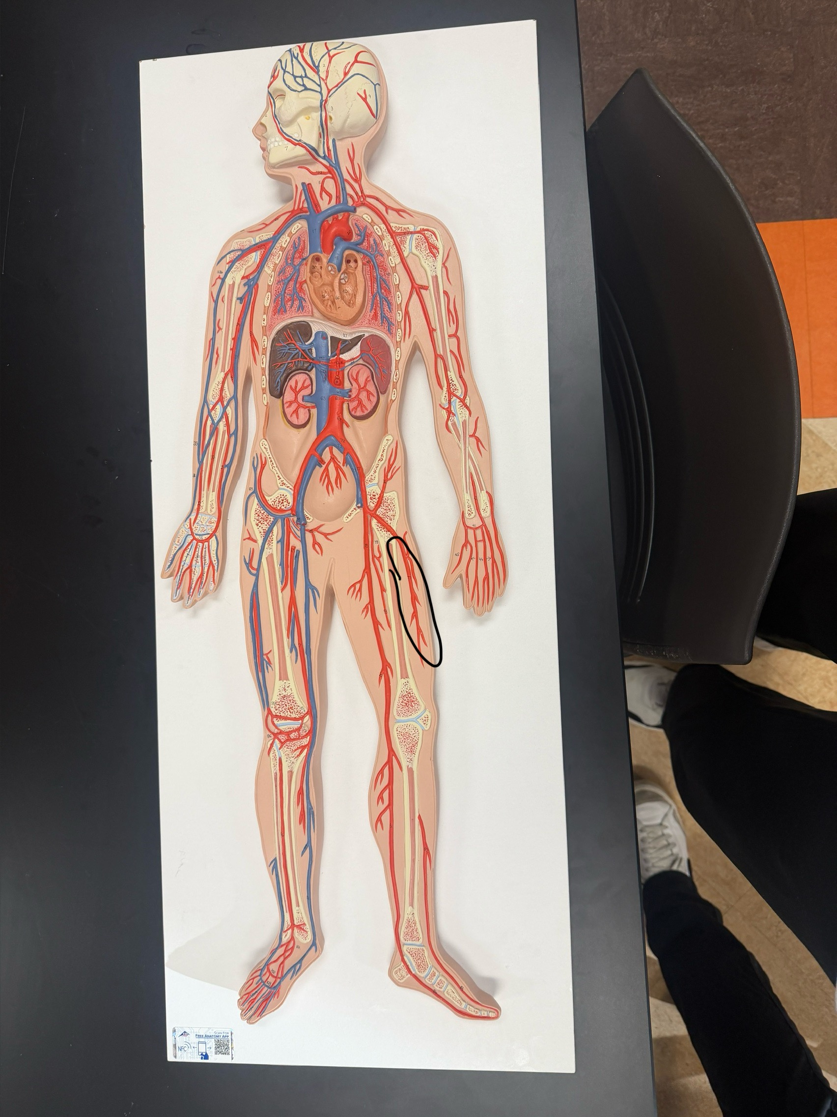 <p>name the vessel</p>