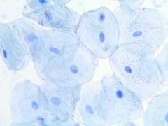 <p>All organisms are composed of basic structural units called cells, which are derived from preexisting cells.</p>