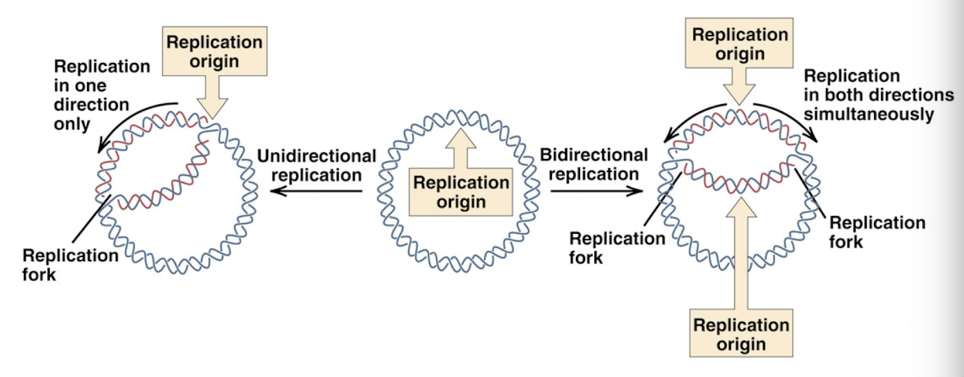 <p>both parental DNA strands remain intact</p><p>DNA replication begins at specific sequences: “origins of replication”</p><p>replication fork: where the DNA is unwinding to allow new strand to form complimentary to template strand</p><p>can be</p><ul><li><p>unidirectional: moves in one direction</p></li><li><p>bidirectional: moves both directions simultaneously</p></li></ul><p></p>
