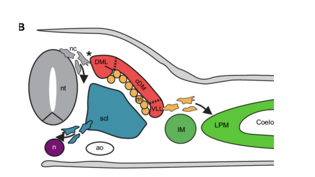 <p>the ones in the ventral lateral lip (most laterla ones, it makes sense) </p>