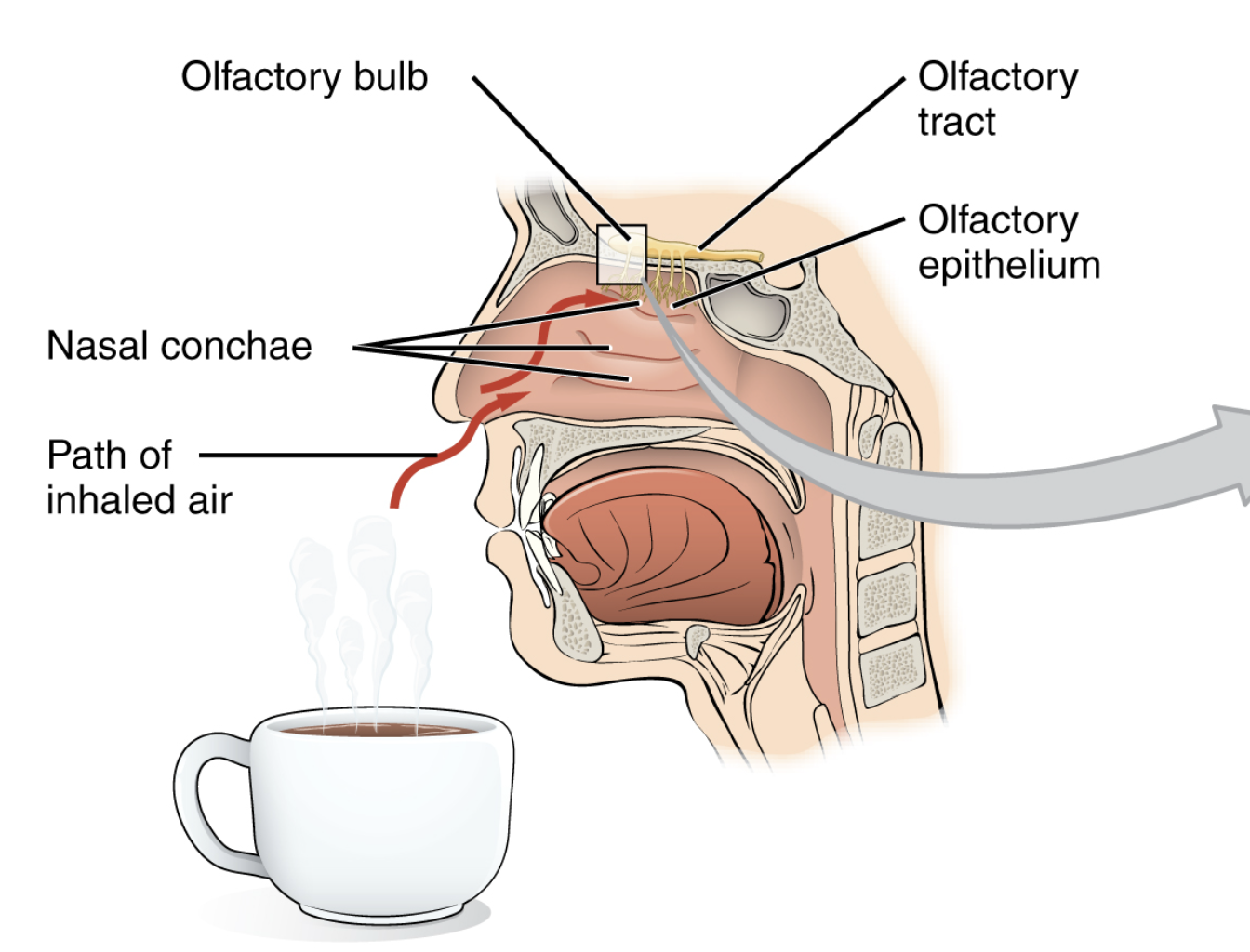 <p><strong><mark data-color="purple" style="background-color: purple; color: inherit;">Olfactory receptor neurons (</mark><mark data-color="green" style="background-color: green; color: inherit;">chemoreceptors</mark><mark data-color="purple" style="background-color: purple; color: inherit;">)</mark></strong> are located in the <mark data-color="yellow" style="background-color: yellow; color: inherit;">superior nasal cavity</mark>, termed the “<strong><mark data-color="yellow" style="background-color: yellow; color: inherit;">olfactory epithelium</mark></strong>”.</p>