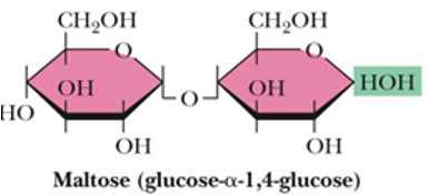 <p>Maltose</p>