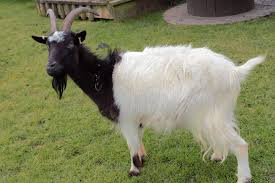 <p>What is the name of this breed?</p>