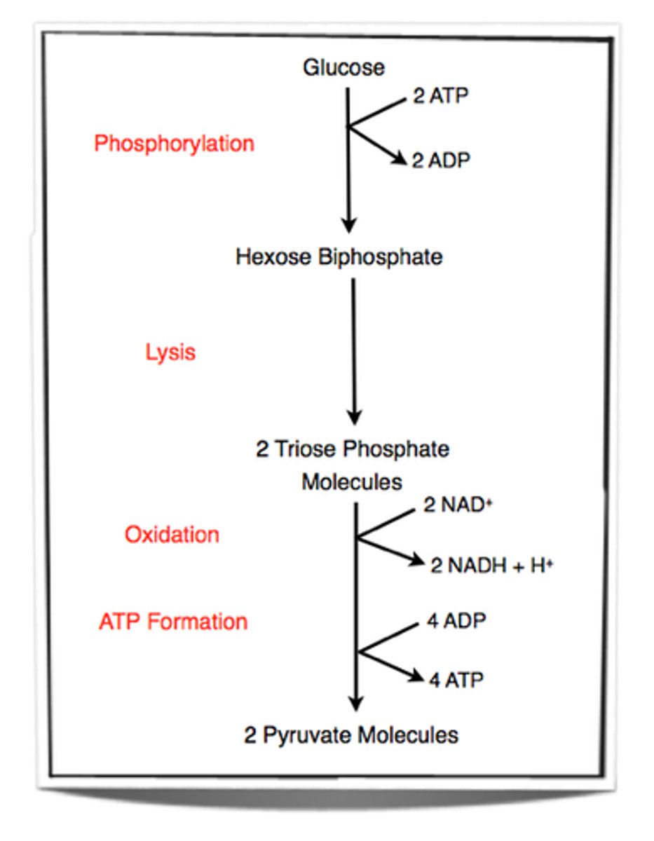 <p>- the hexose biphosphate (6 carbon sugar) splits into two triose phosphates (2 x 3 carbon sugars)</p>