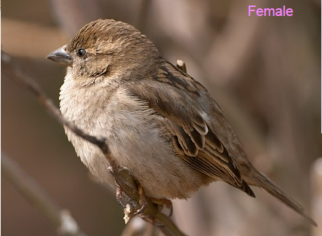 <p>What is the common name of this female bird?</p>