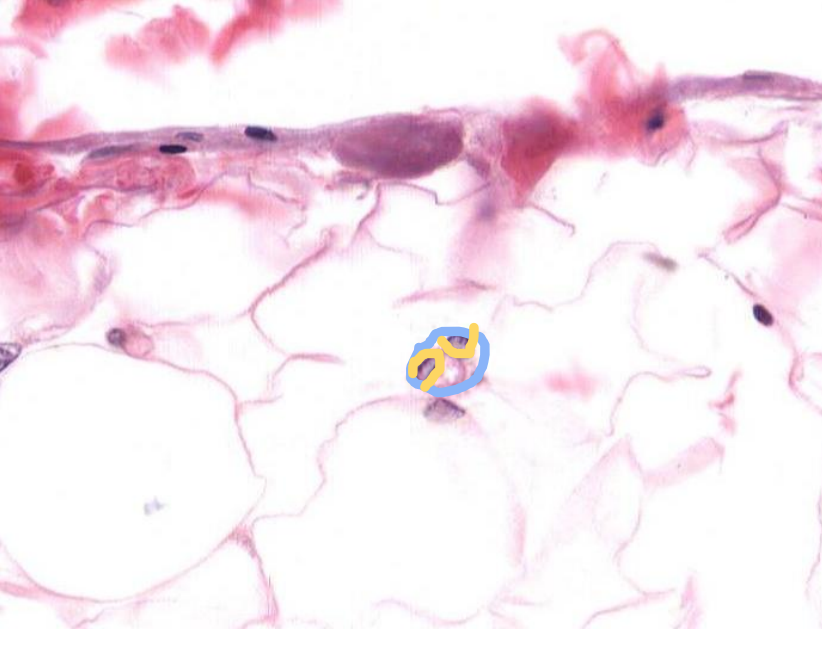 <p>identify the vessel</p>