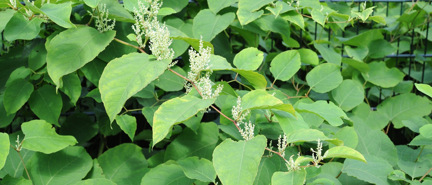 <p>bamboo-appearing stems, spade-shaped leaves with large lacy clusters of white flowers</p>