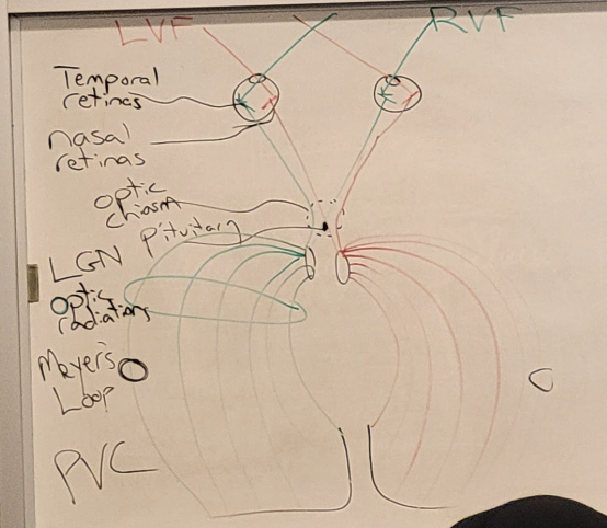 <p>transfers visual info back to the brain</p>
