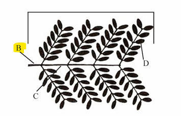 <p>The stalk that joins a (compound/complex) leaf blade to the stem.</p>