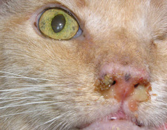 <p>Describe this nasal discharge. What is it associated with?</p>