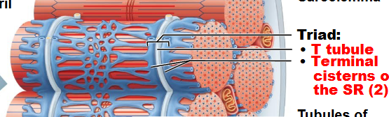 <p>Convert action potential to release Ca2+ for contraction</p><p>Motor neuron<br>↓<br>Muscle membrane (sarcolemma)<br>↓<br>T tubule<br>↓<br>SR<br>↓<br>Calcium released<br>↓<br>Contraction</p>