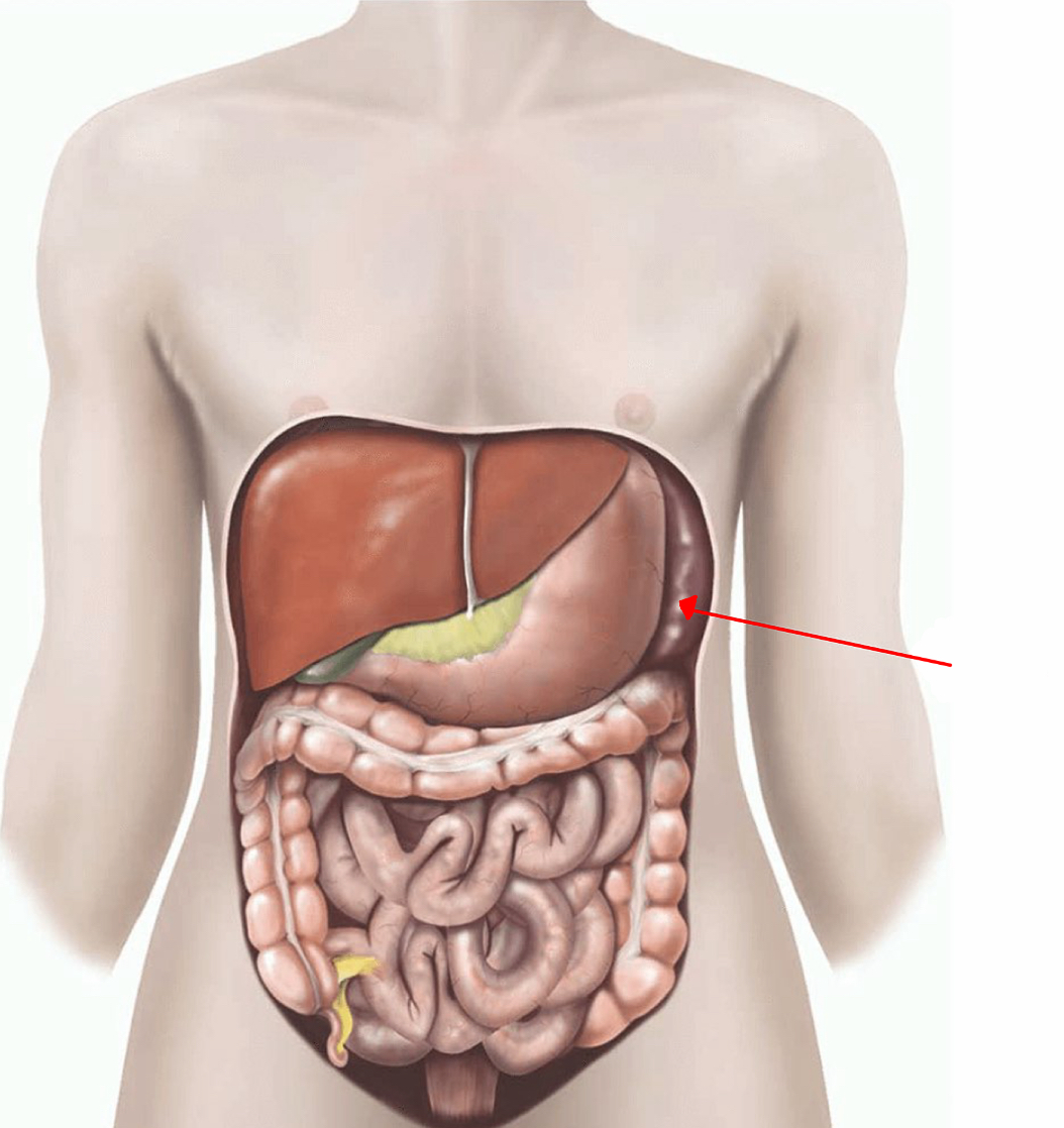 <p>Identify the 2 organ the red arrow it pointing to</p>