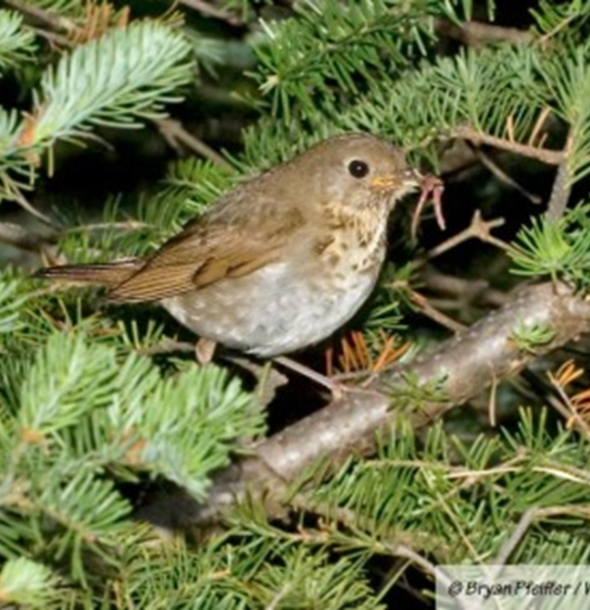 <ul><li><p>polygynandry is extremely rare (1% of species)</p><ul><li><p>both sexes have multiple mates; short-term pair bonds form</p><ul><li><p>e.g., Bicknell’s Thrush</p><ul><li><p>females hold small, non-overlapping nesting territories</p></li><li><p>males and female mate with multiple partners</p></li><li><p>2-4 males feed at a female’s nest (some males feed at multiple nests); but just 1 female per nest</p></li><li><p>high-quality territories have more fledglings, but fewer males feeding</p></li></ul></li></ul></li></ul></li></ul><p></p><p></p>