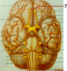 <p>Sensory- carries signals for sense of smell</p>